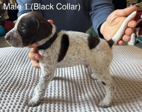 German Shorthaired Pointer