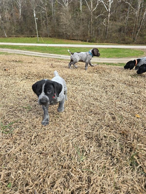 GSP PUPPIES German Shorthaired Pointer