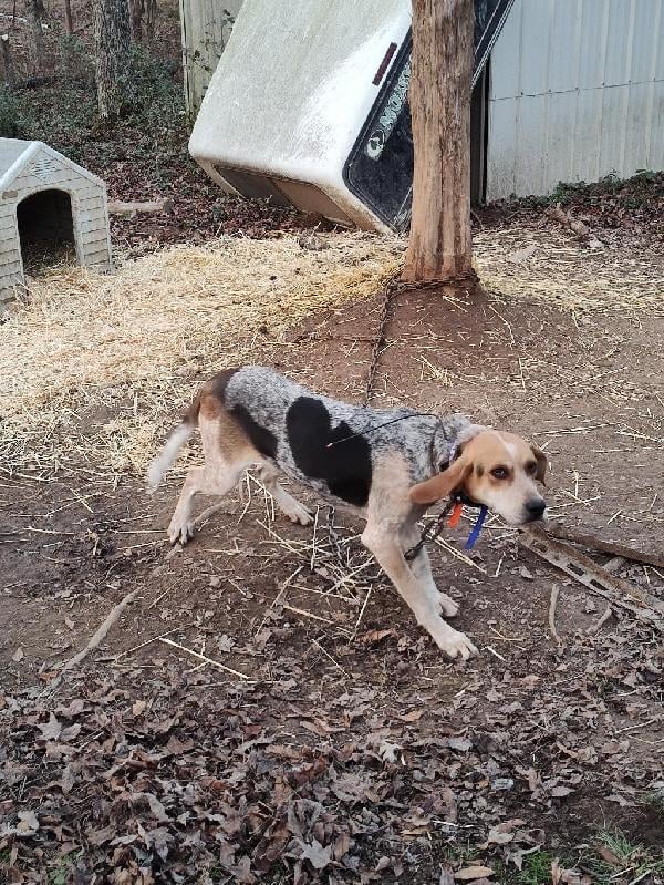 Treeing Walker Coonhound