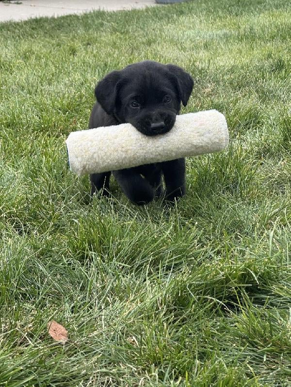 BLACK LAB RETRIEVER – LEVI × BEGAS Labrador Retriever