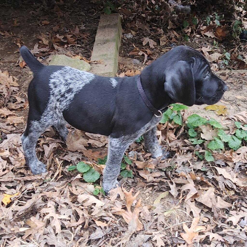 3 MALES German Shorthaired Pointer