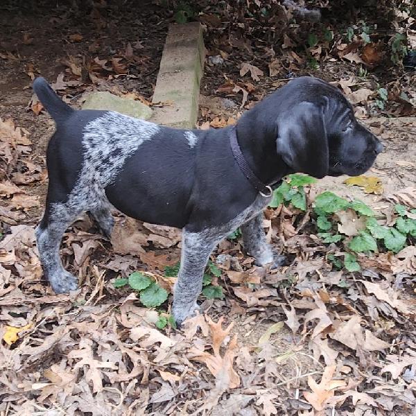 3 MALES German Shorthaired Pointer