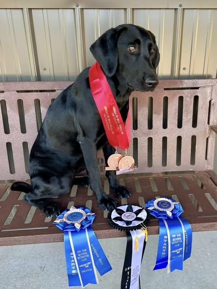 CREEK LIFE KENNELS JANEY SHR Labrador Retriever