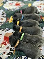 SHR JANEY CGCU/A X HR GUS CGCU/A BRITISH LABS