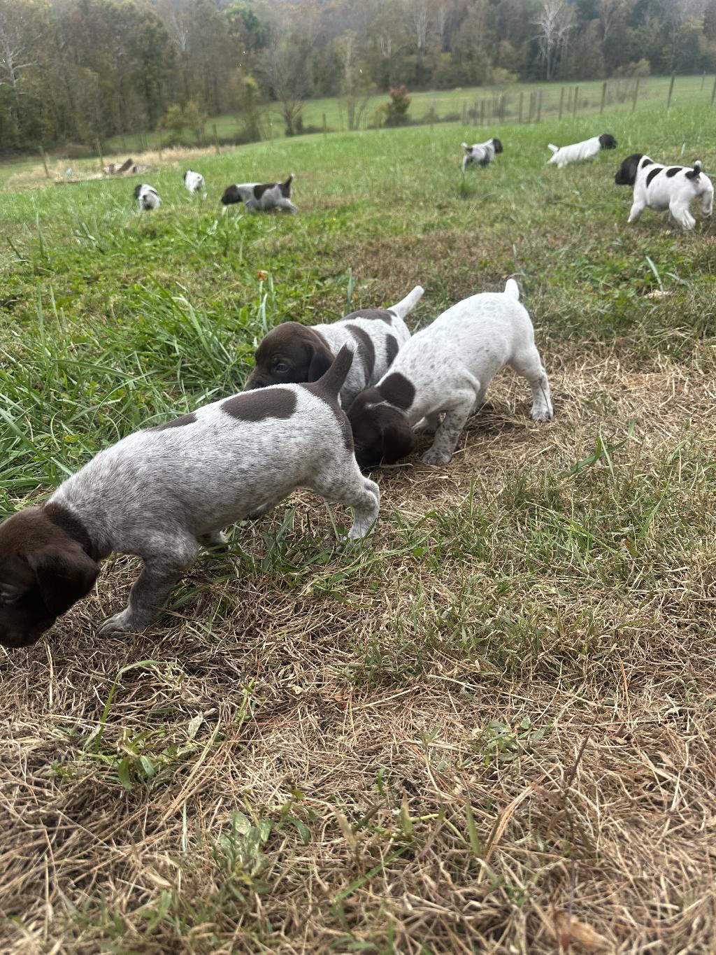 GERMAN SHORTHAIRED POINTER PUPPIES German Shorthaired Pointer