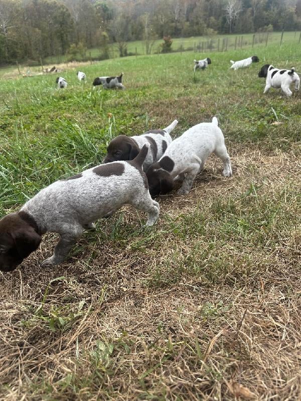 GERMAN SHORTHAIRED POINTER PUPPIES German Shorthaired Pointer