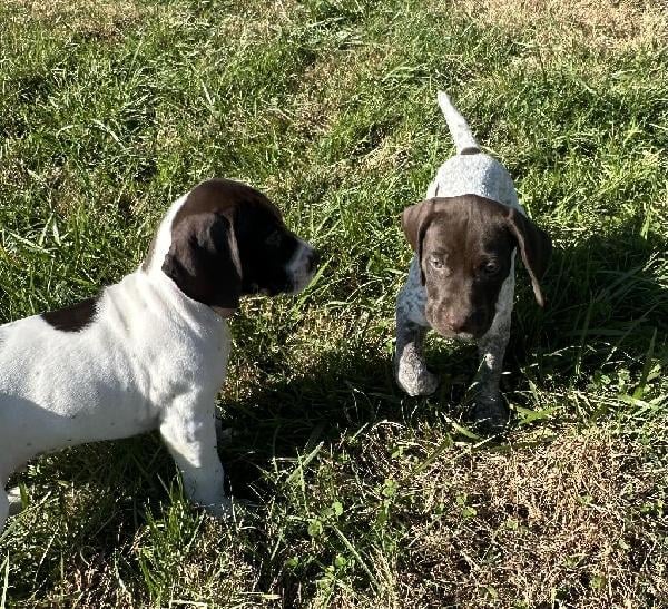GERMAN SHORTHAIRED POINTER PUPPIES German Shorthaired Pointer