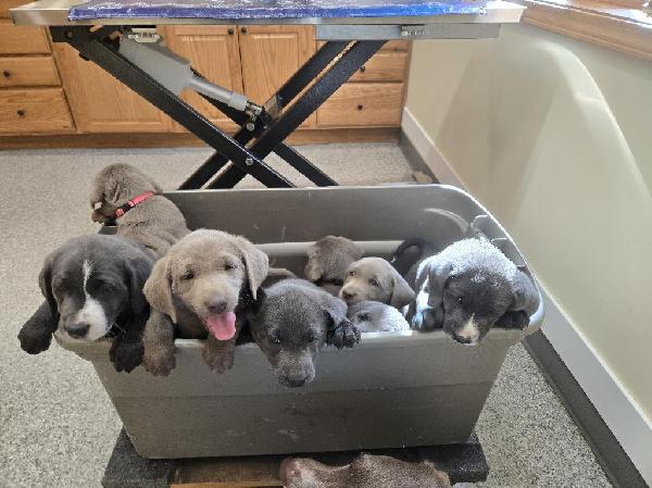 CARAYS CUBBIES Labrador Retriever