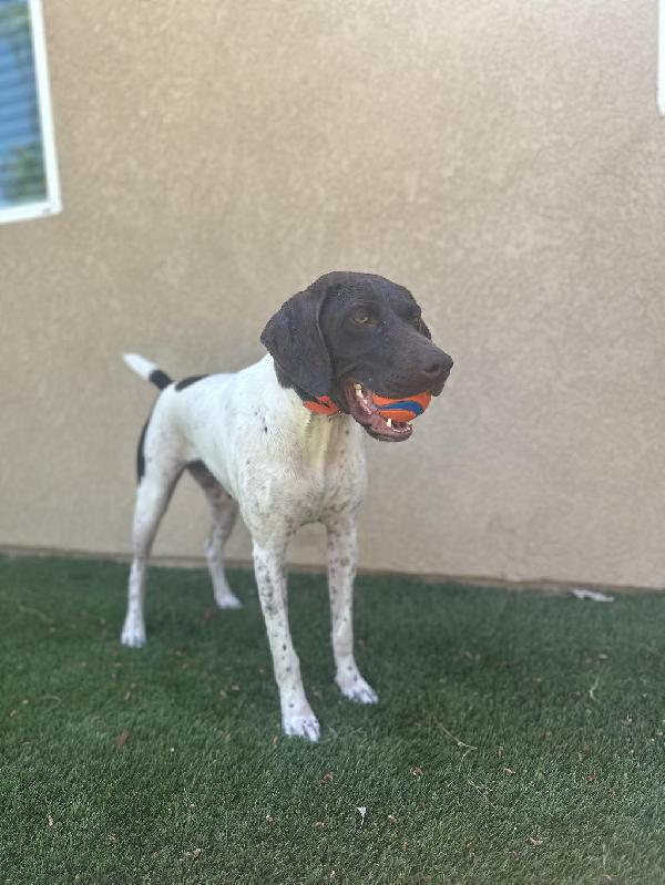 FEMALE GERMAN POINTER German Shorthaired Pointer