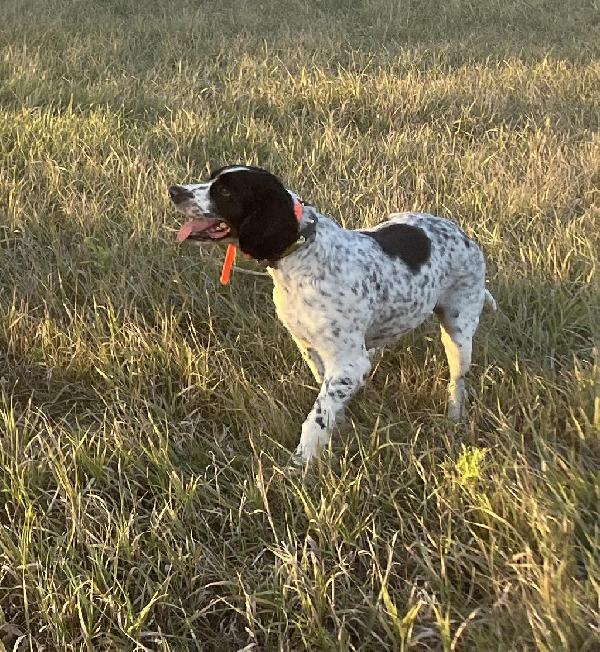 GREAT FINISH MALE SPRINGER SPANIEL English Springer Spaniel