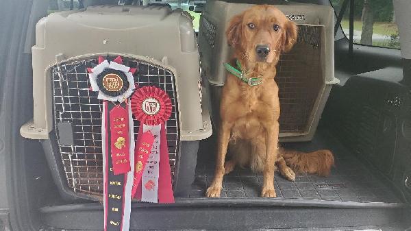 GOLDEN RETRIEVER PUPS Golden Retriever