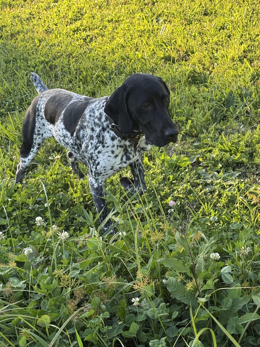 GSP MALE German Shorthaired Pointer