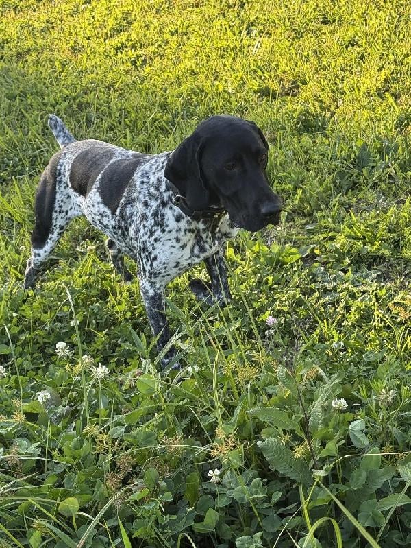 German Shorthaired Pointer