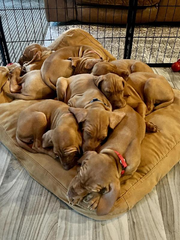 VIZSLA Hungarian Vizsla