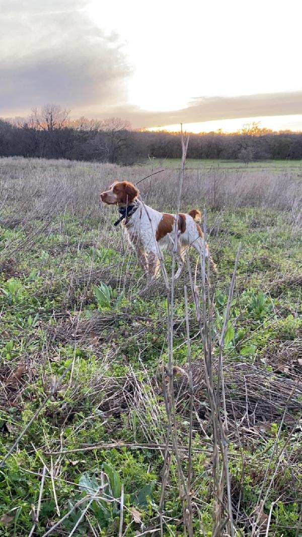 American Brittany