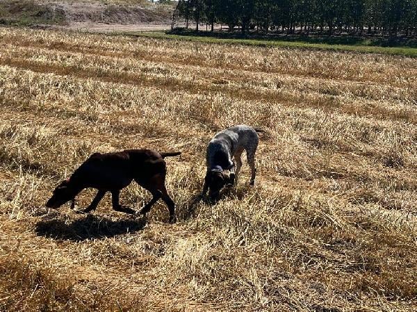 German Shorthaired Pointer