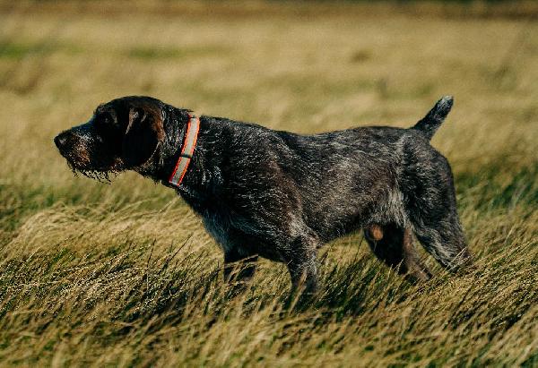 German Wirehaired Pointer