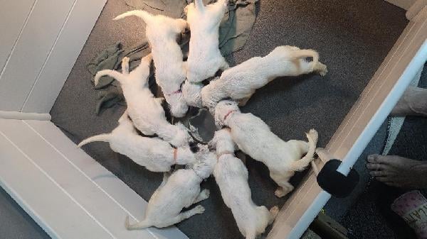 RYMAN ENGLISH SETTER PUPPIES English Setter