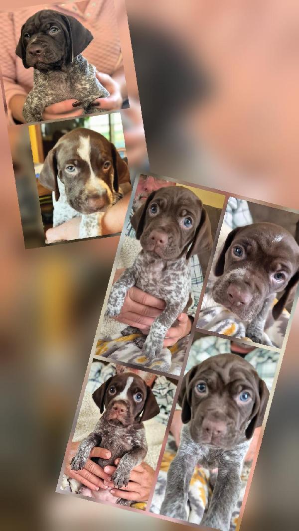 German Shorthaired Pointer