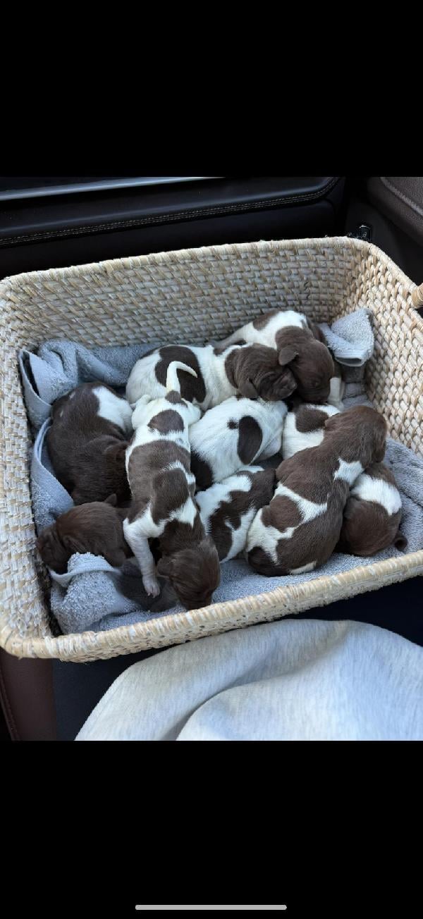 German Shorthaired Pointer