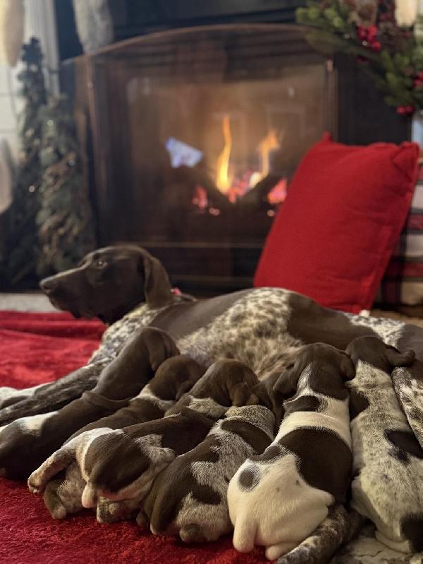 GSP PUPPIES German Shorthaired Pointer