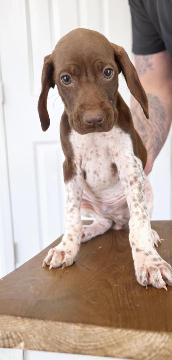 German Shorthaired Pointer