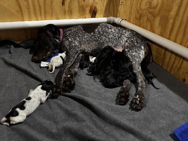 German Shorthaired Pointer