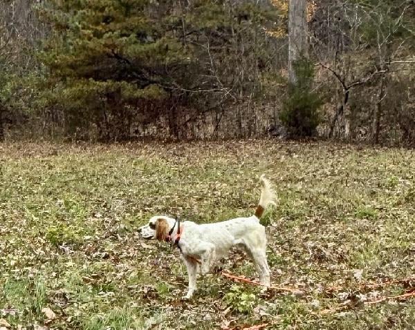 English Setter