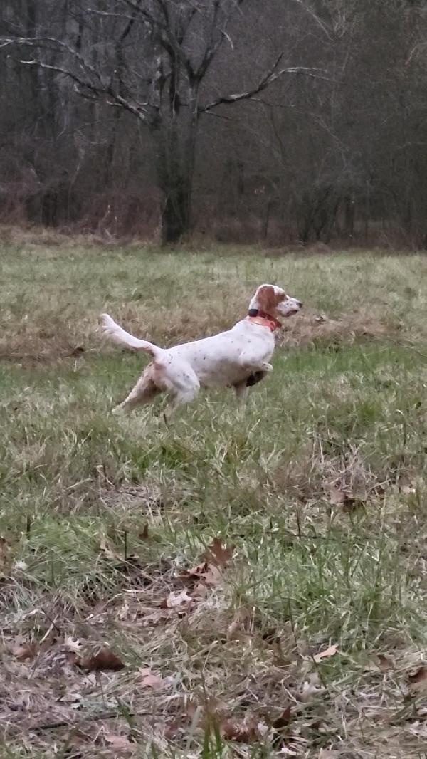ENGLISH SETTER FEMALE. (SHADOW OAK BO) English Setter