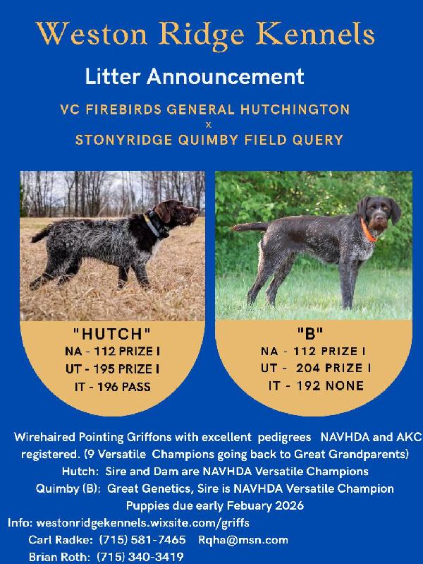 LITTER ANNOUNCEMENT Wirehaired Pointing Griffon