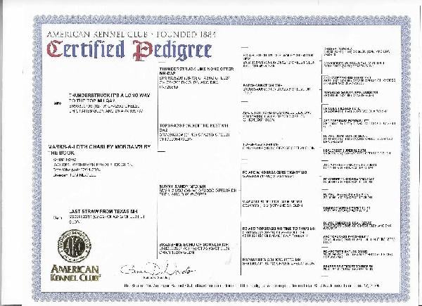 STARTED GOLDEN FEMALE Golden Retriever