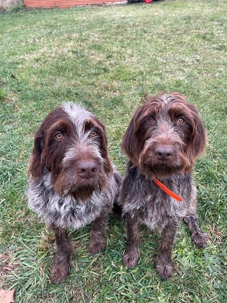 Wirehaired Pointing Griffon