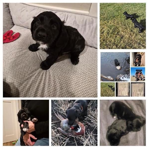FIELD BRED ENGLISH COCKER PUPPIES FOR SALE English Cocker Spaniel