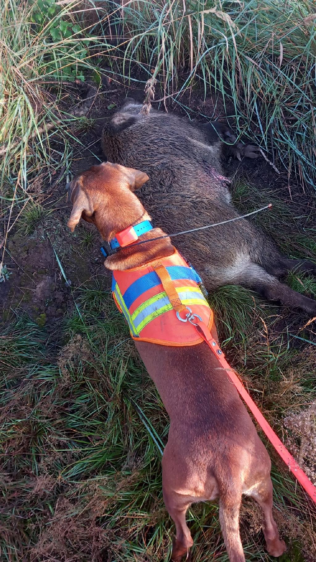 PUPPIES FOR SALE Bavarian Mountain hound