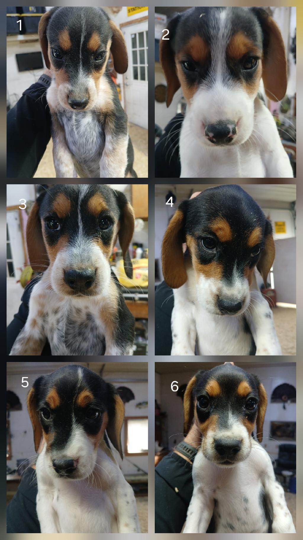 BEAGLE PUPS CENTRAL OHIO Beagle