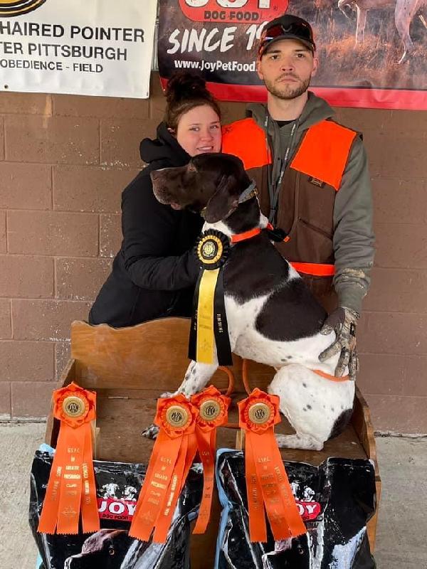 5 YEAR OLD MALE German Shorthaired Pointer