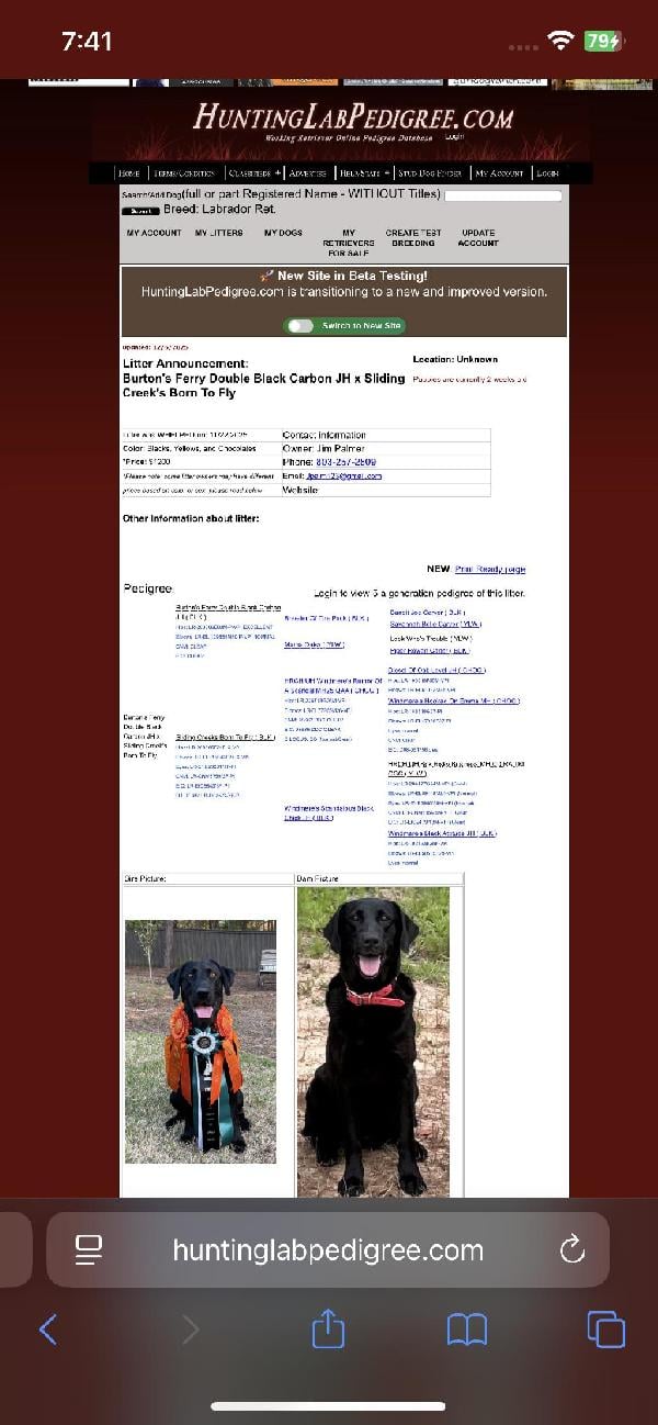 AKC LAB PUPPIES Labrador Retriever