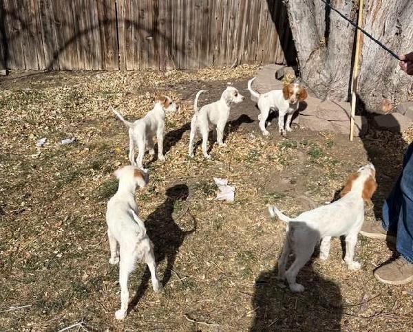 ENGLISH SETTER PUPPIES ALREADY POINTING! English Setter