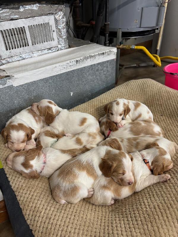 BRITTANY PUPPIES American Brittany