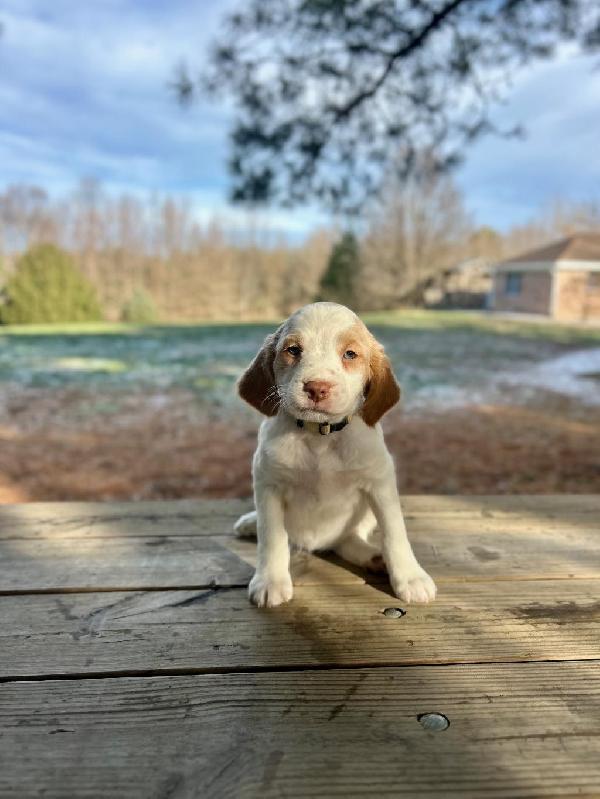 AKC BRITTANY PUPPIES American Brittany