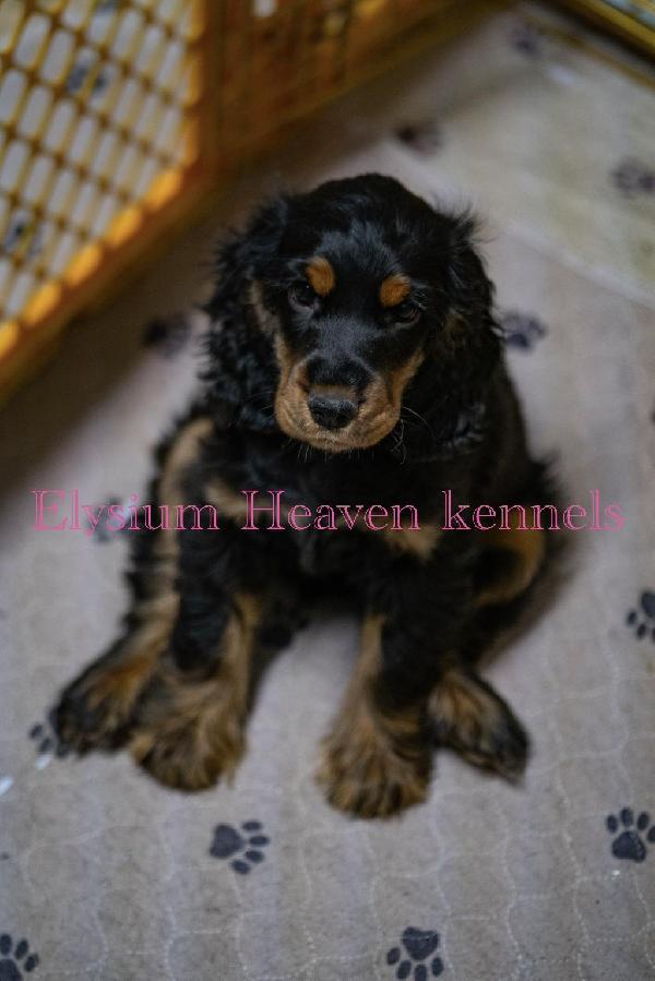 ENGLISH COCKER SPANIEL English Cocker Spaniel