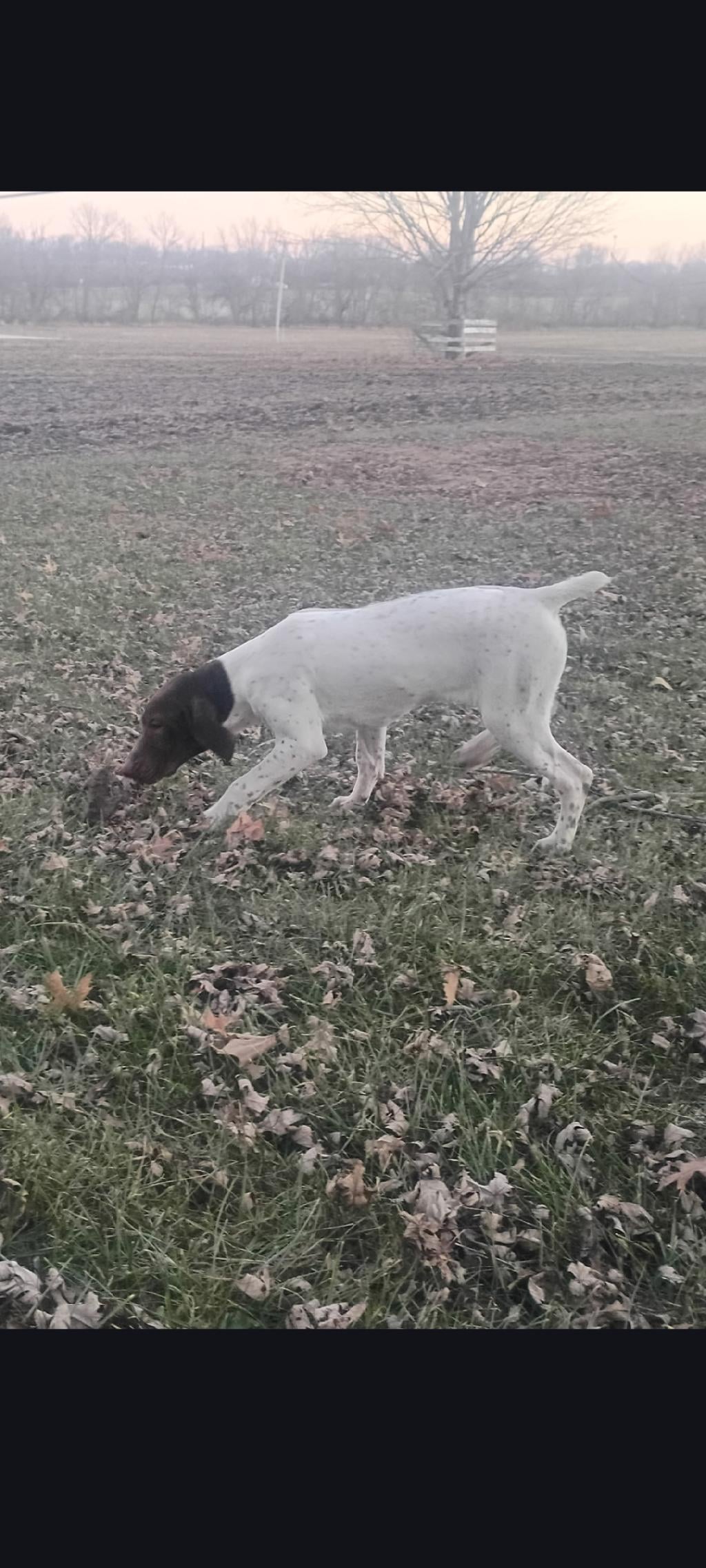FEMALE PUPPY FOR SALE German Shorthaired Pointer