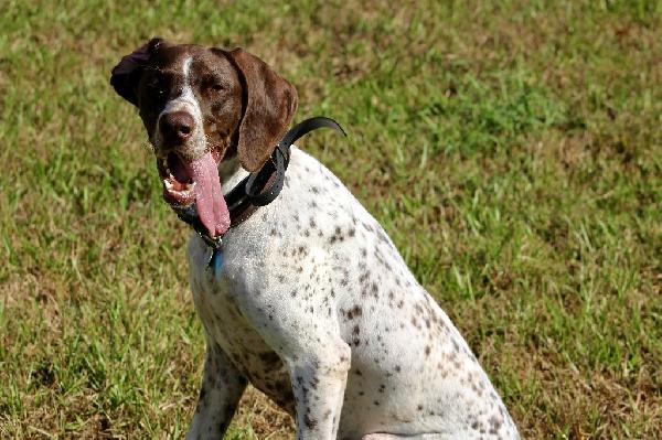 STARTED GSP German Shorthaired Pointer