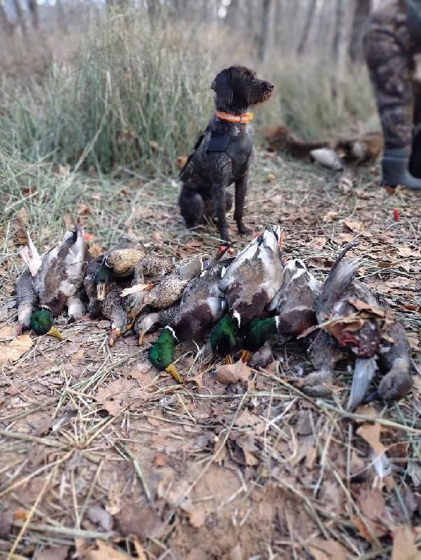 WIREHAIRED POINTING GRIFFON PUPPIES BORN ON C Wirehaired Pointing Griffon