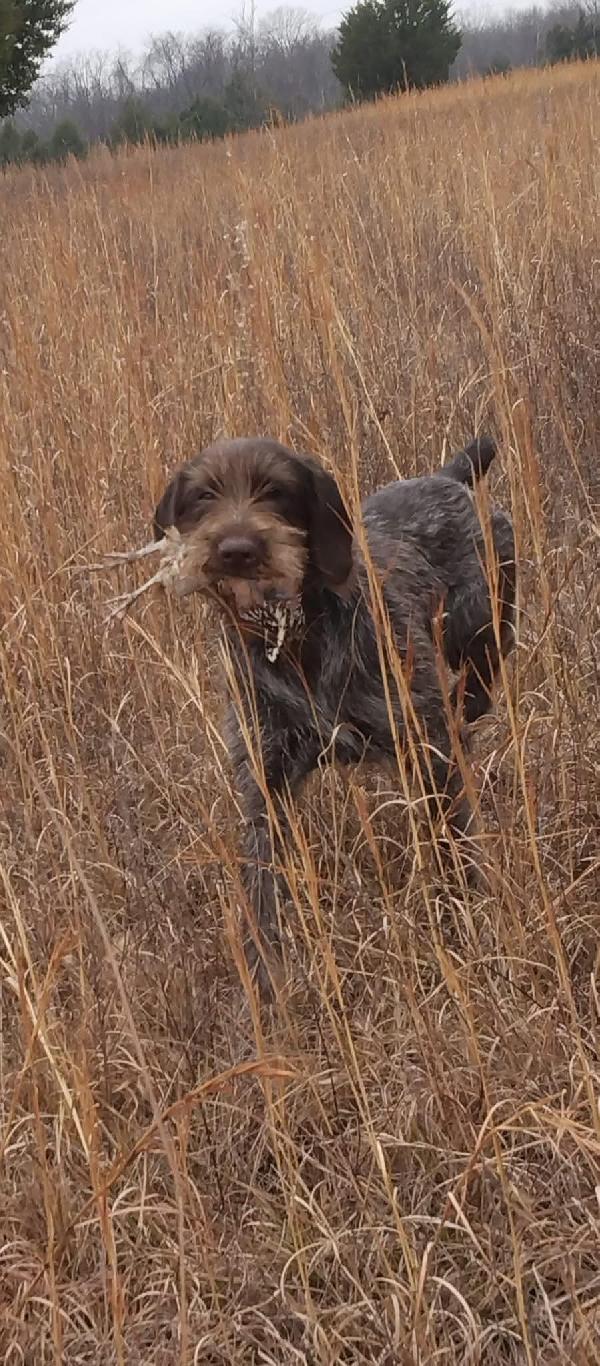 Wirehaired Pointing Griffon