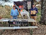 RU CH GROUSE TRAILS BLACK KNIGHT FOR STUD