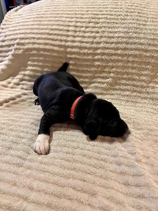 German Shorthaired Pointer