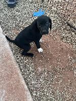 GSP PUPPIES - FC/AFC LINES