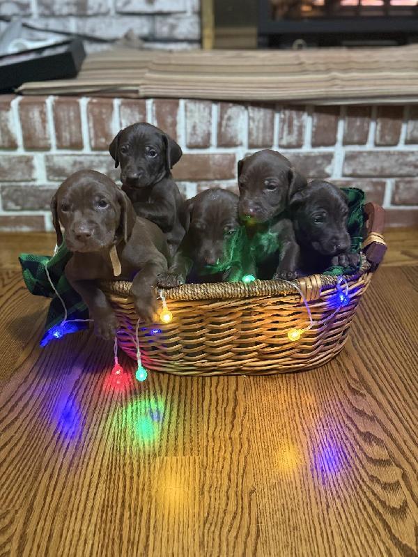 German Shorthaired Pointer
