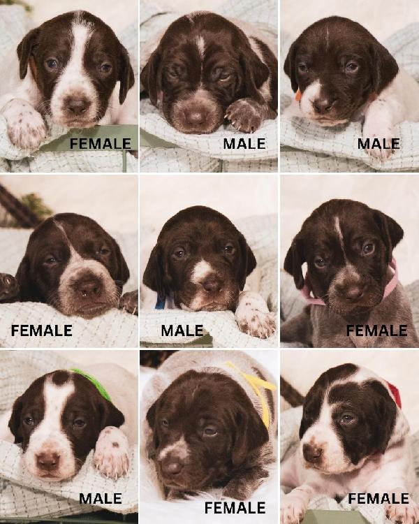 German Shorthaired Pointer